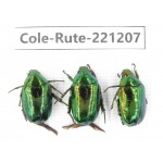 Rutelidae sp. Myanmar, Kechin, Nanse. 3Pcs. Cole-Rute-221207.
