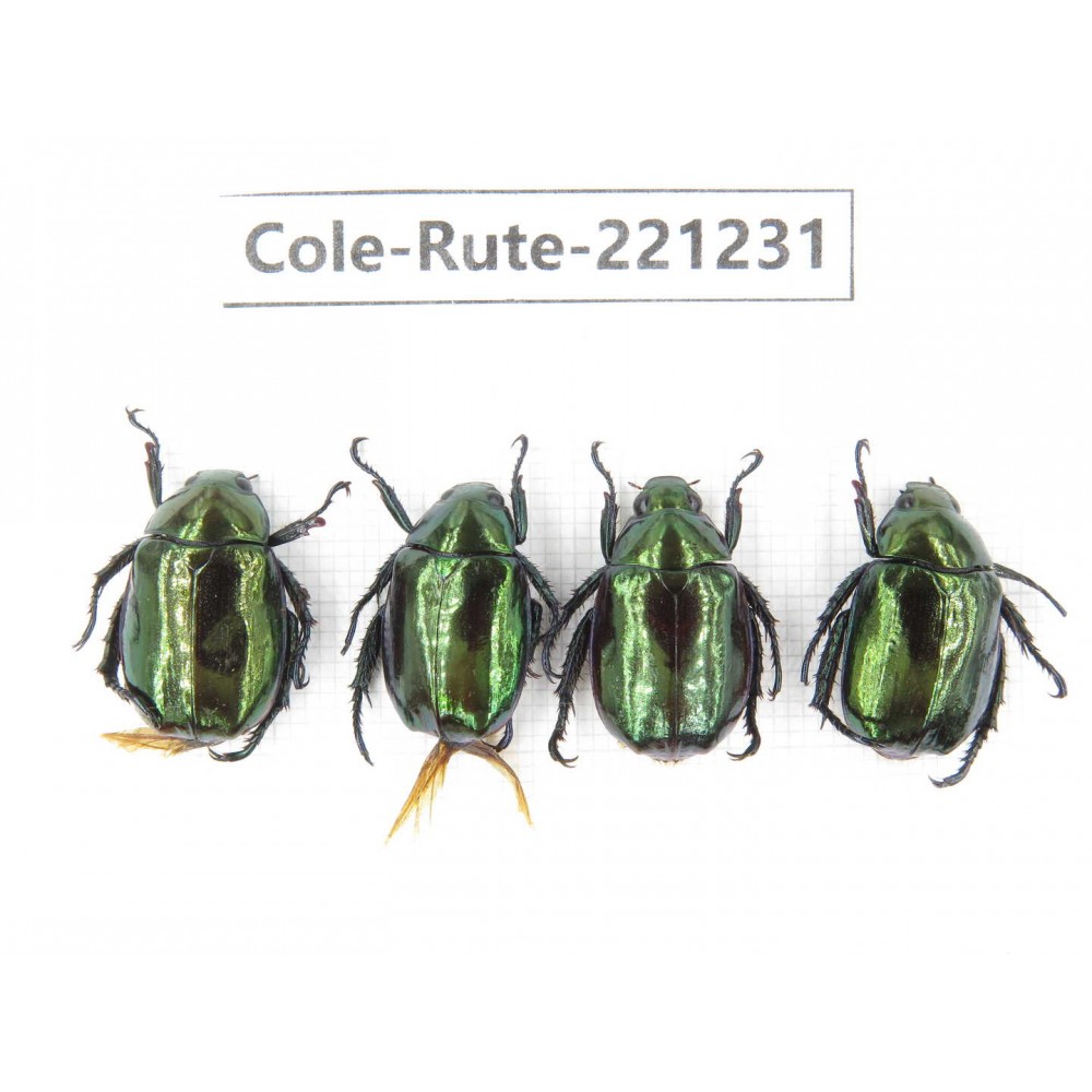 Rutelidae sp. Myanmar, Kechin, Nanse. 4Pcs. Cole-Rute-221231.