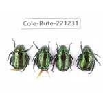 Rutelidae sp. Myanmar, Kechin, Nanse. 4Pcs. Cole-Rute-221231.