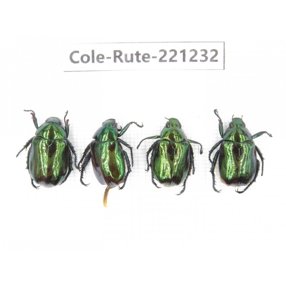 Rutelidae sp. Myanmar, Kechin, Nanse. 4Pcs. Cole-Rute-221232.