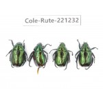 Rutelidae sp. Myanmar, Kechin, Nanse. 4Pcs. Cole-Rute-221232.