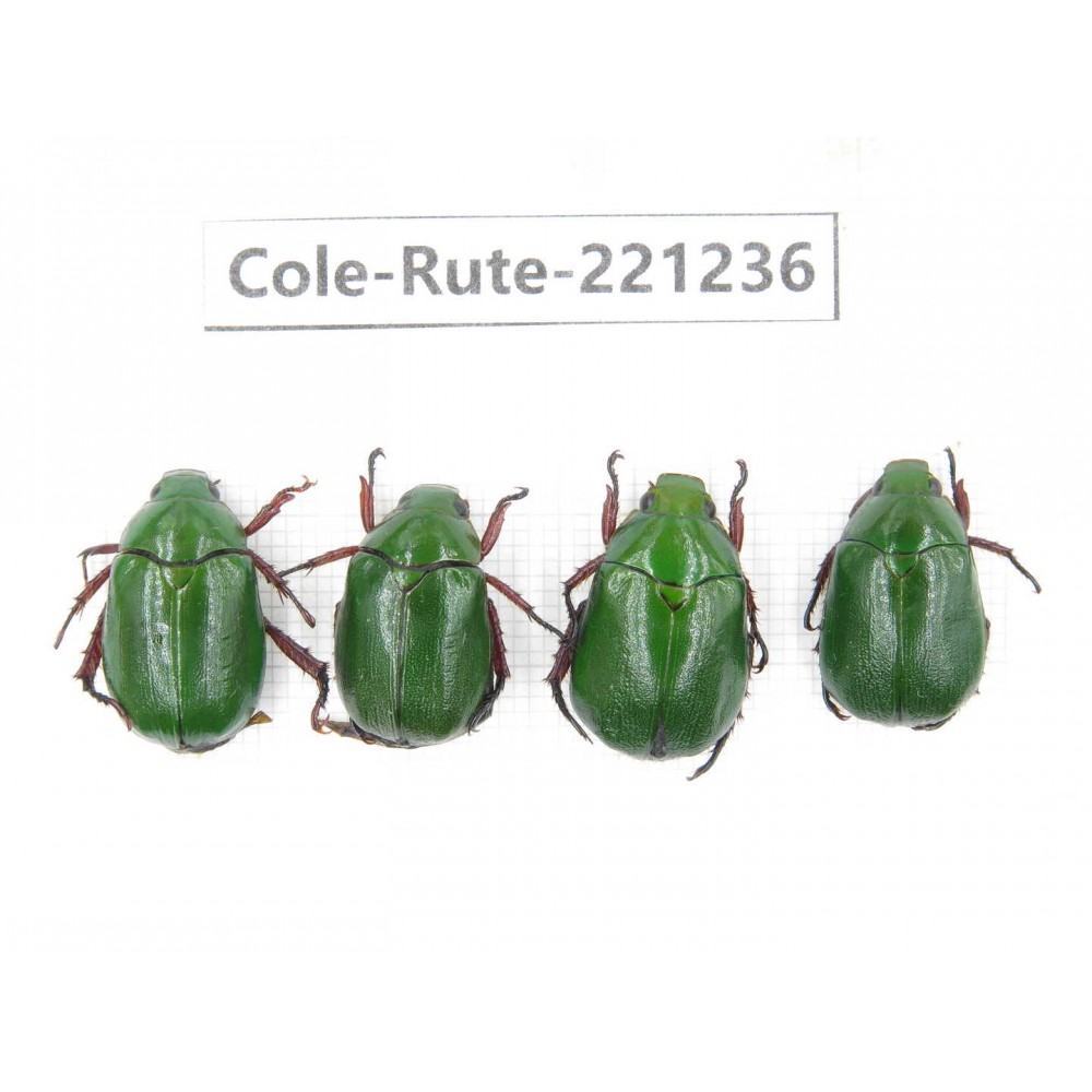 Rutelidae sp. Myanmar, Kechin, Nanse. 4Pcs. Cole-Rute-221236.