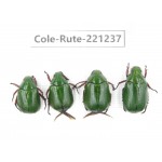Rutelidae sp. Myanmar, Kechin, Nanse. 4Pcs. Cole-Rute-221237.