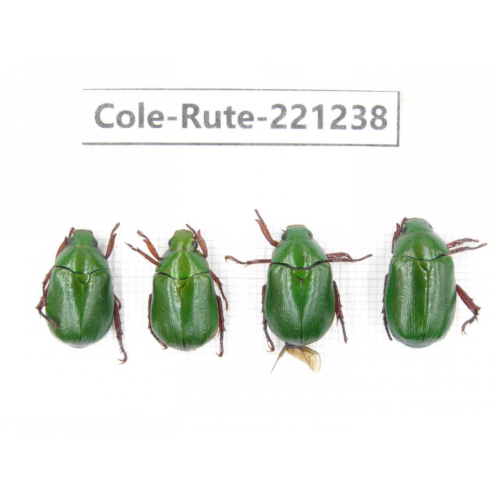 Rutelidae sp. Myanmar, Kechin, Nanse. 4Pcs. Cole-Rute-221238.