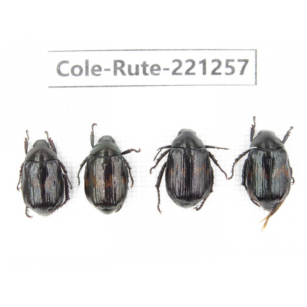 Rutelidae sp. Myanmar, Kechin, Nanse. 4Pcs. Cole-Rute-221257.