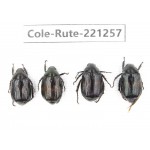 Rutelidae sp. Myanmar, Kechin, Nanse. 4Pcs. Cole-Rute-221257.