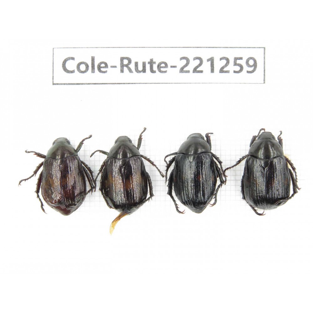 Rutelidae sp. Myanmar, Kechin, Nanse. 4Pcs. Cole-Rute-221259.