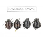 Rutelidae sp. Myanmar, Kechin, Nanse. 4Pcs. Cole-Rute-221259.