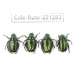 Rutelidae sp. China, Gansu, Longnan, Wenxian county. 4Pcs. Cole-Rute-221283.