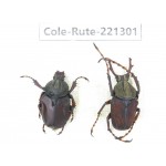 Rutelidae sp. China, Guizhou, Qiandongnan, Mt.Leigongshan. 1P. Cole-Rute-221301.