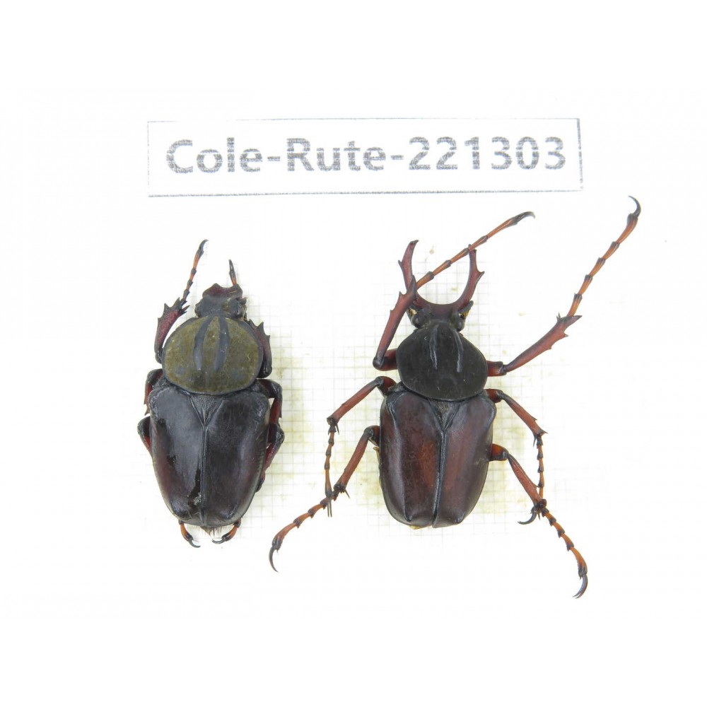 Rutelidae sp. China, Guizhou, Qiandongnan, Mt.Leigongshan. 1P. Cole-Rute-221303.