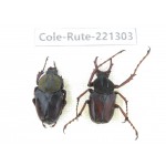 Rutelidae sp. China, Guizhou, Qiandongnan, Mt.Leigongshan. 1P. Cole-Rute-221303.