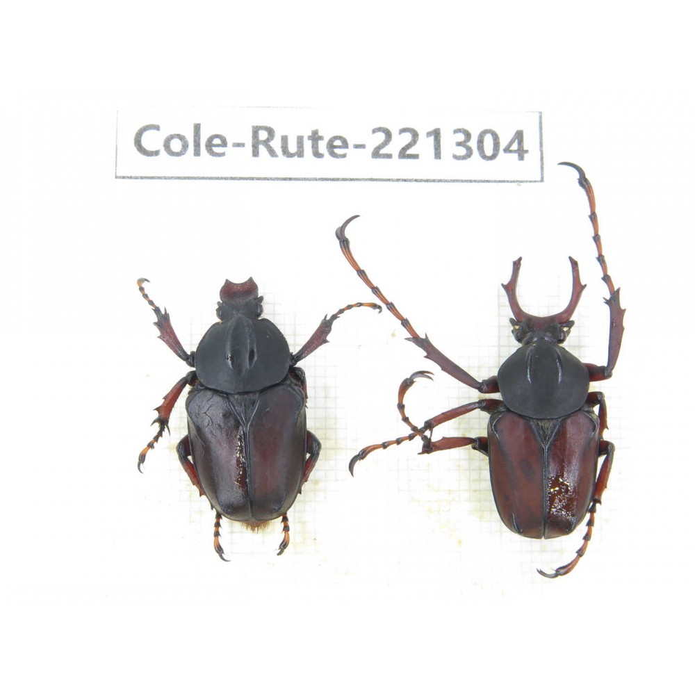 Rutelidae sp. China, Guizhou, Qiandongnan, Mt.Leigongshan. 1P. Cole-Rute-221304.