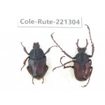 Rutelidae sp. China, Guizhou, Qiandongnan, Mt.Leigongshan. 1P. Cole-Rute-221304.