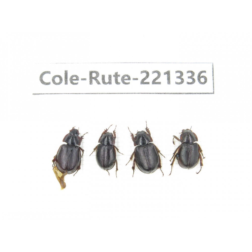 Rutelidae sp. China, Yunnan, Nujiang, N of Mt.Biluoxueshan. 4Pcs. Cole-Rute-221336.