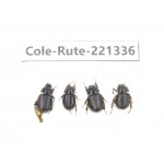 Rutelidae sp. China, Yunnan, Nujiang, N of Mt.Biluoxueshan. 4Pcs. Cole-Rute-221336.