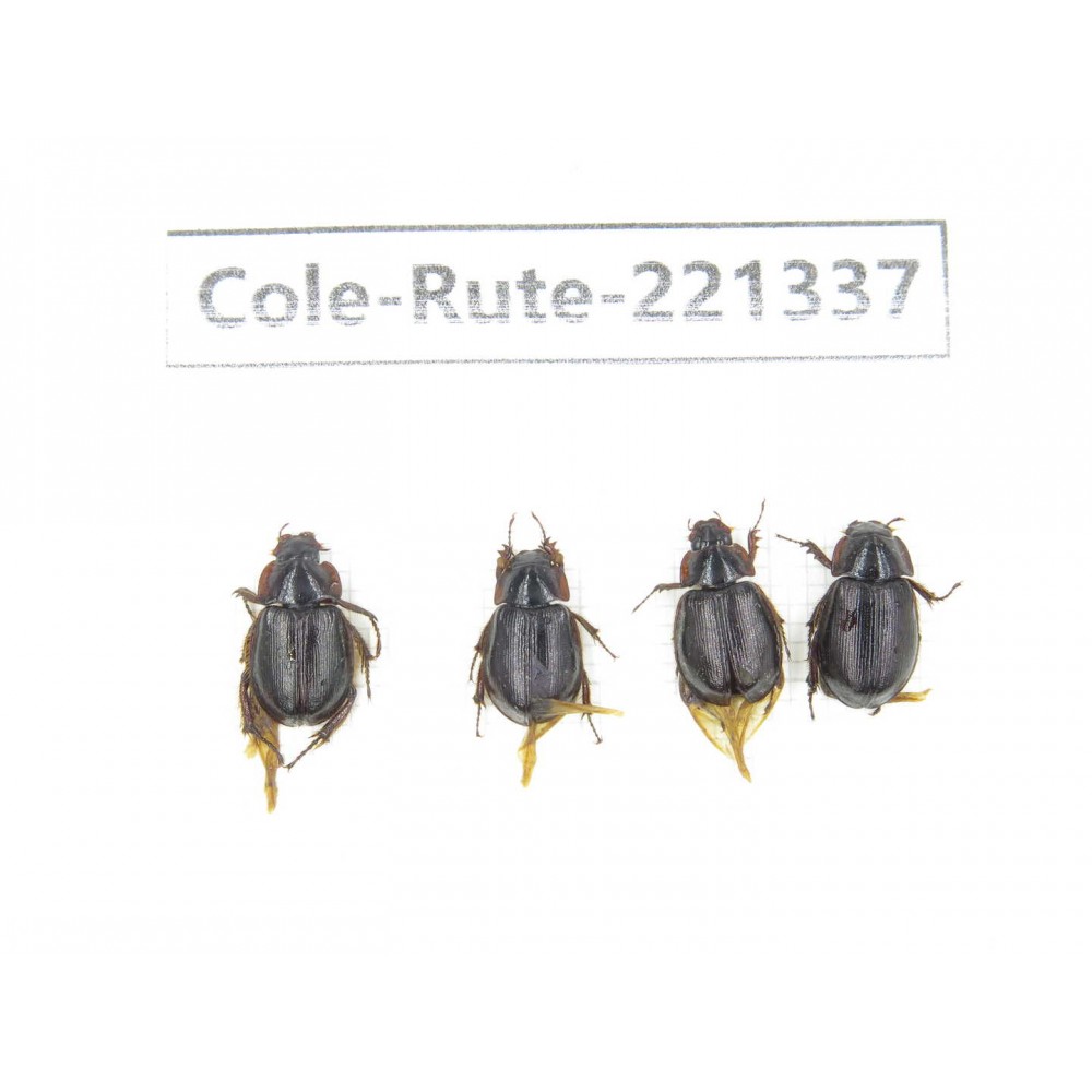Rutelidae sp. China, Yunnan, Nujiang, N of Mt.Biluoxueshan. 4Pcs. Cole-Rute-221337.