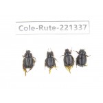 Rutelidae sp. China, Yunnan, Nujiang, N of Mt.Biluoxueshan. 4Pcs. Cole-Rute-221337.