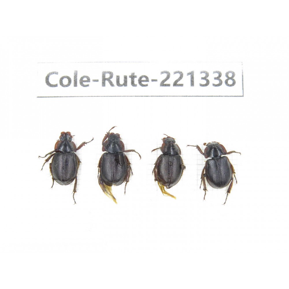 Rutelidae sp. China, Yunnan, Nujiang, N of Mt.Biluoxueshan. 4Pcs. Cole-Rute-221338.