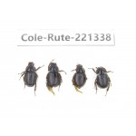 Rutelidae sp. China, Yunnan, Nujiang, N of Mt.Biluoxueshan. 4Pcs. Cole-Rute-221338.