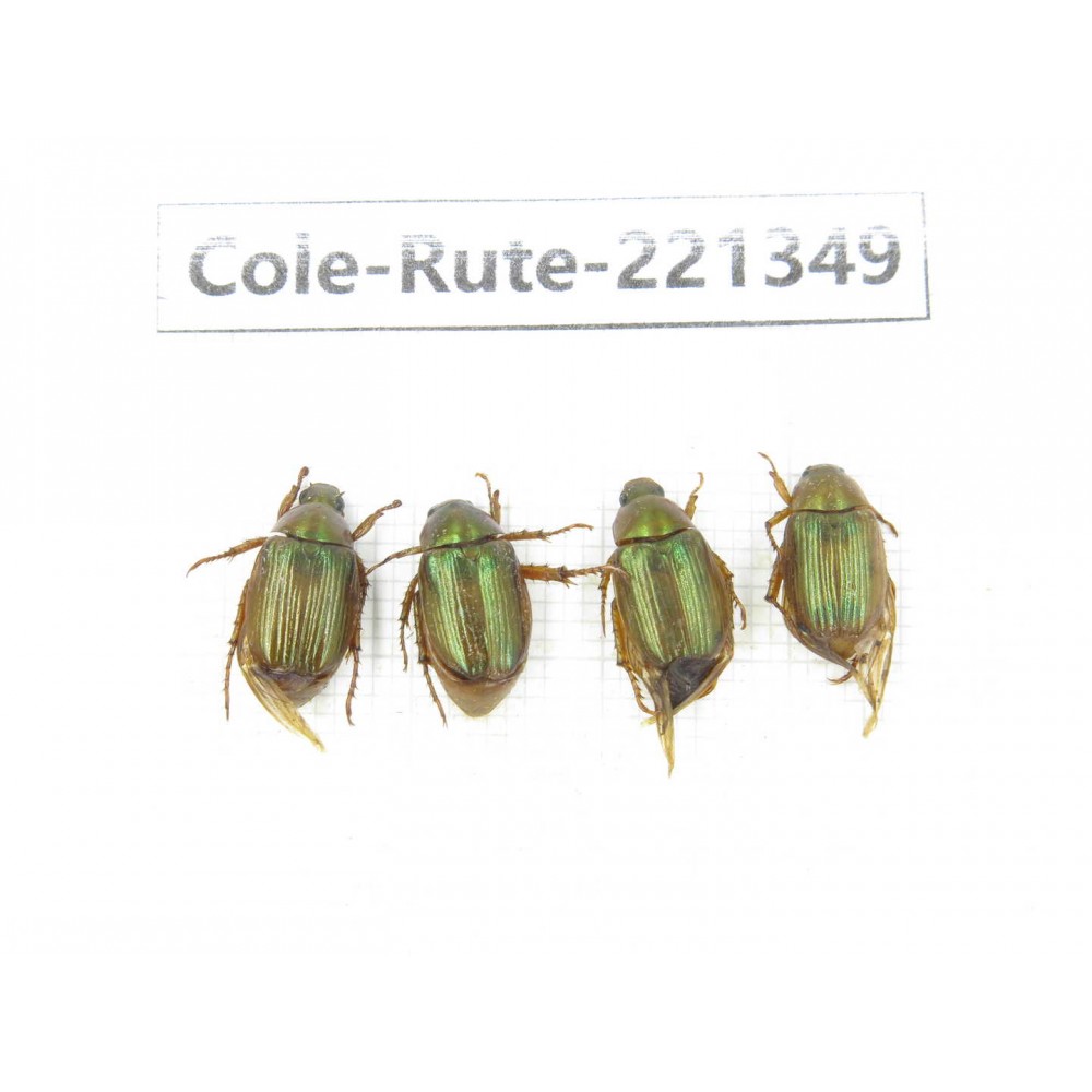 Rutelidae sp. China, Yunnan, Nujiang, N of Mt.Biluoxueshan. 4Pcs. Cole-Rute-221349.