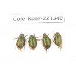 Rutelidae sp. China, Yunnan, Nujiang, N of Mt.Biluoxueshan. 4Pcs. Cole-Rute-221349.