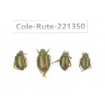 Rutelidae sp. China, Yunnan, Nujiang, N of Mt.Biluoxueshan. 4Pcs. Cole-Rute-221350.