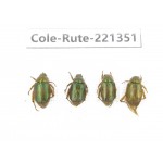 Rutelidae sp. China, Yunnan, Nujiang, N of Mt.Biluoxueshan. 4Pcs. Cole-Rute-221351.
