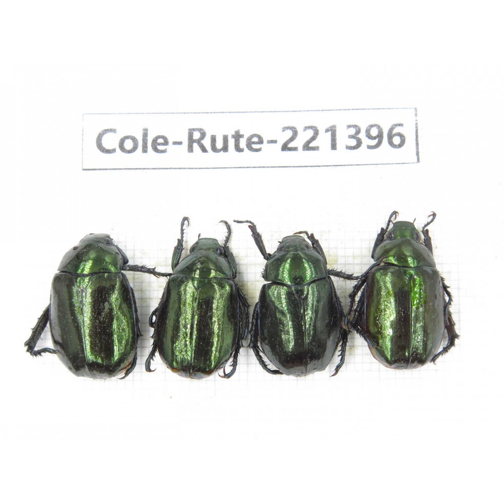 Rutelidae sp. China, Yunnan, Nujiang, N of Mt.Biluoxueshan. 4Pcs. Cole-Rute-221396.