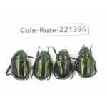 Rutelidae sp. China, Yunnan, Nujiang, N of Mt.Biluoxueshan. 4Pcs. Cole-Rute-221396.
