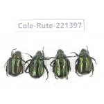 Rutelidae sp. China, Yunnan, Nujiang, N of Mt.Biluoxueshan. 4Pcs. Cole-Rute-221397.