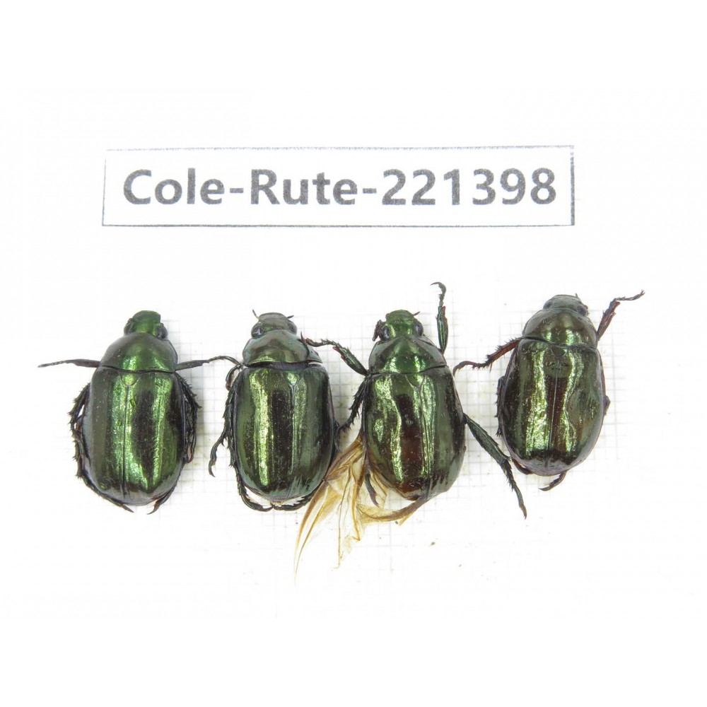 Rutelidae sp. China, Yunnan, Nujiang, N of Mt.Biluoxueshan. 4Pcs. Cole-Rute-221398.