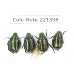 Rutelidae sp. China, Yunnan, Nujiang, N of Mt.Biluoxueshan. 4Pcs. Cole-Rute-221398.