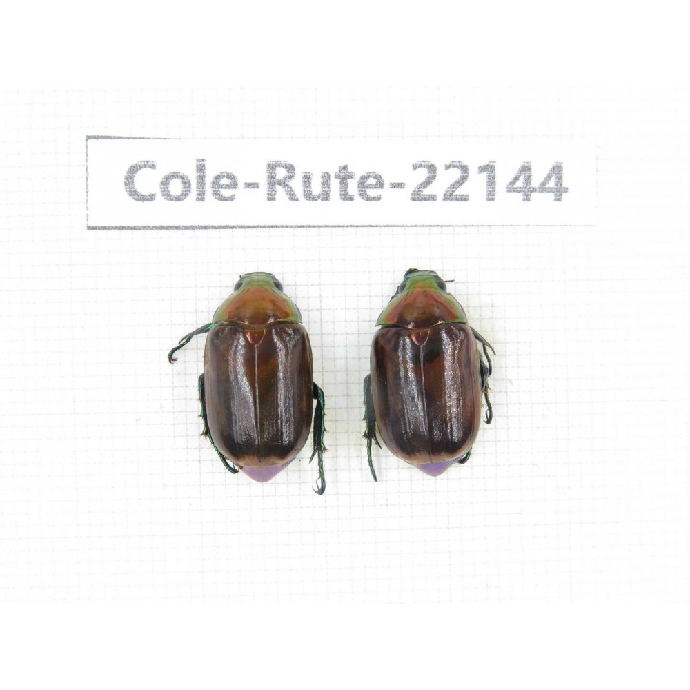 Rutelidae sp. China, Tibet, Xigaze, Dingjie county, Chentang. 2Pcs. Cole-Rute-22144.