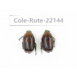 Rutelidae sp. China, Tibet, Xigaze, Dingjie county, Chentang. 2Pcs. Cole-Rute-22144.