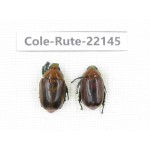 Rutelidae sp. China, Tibet, Xigaze, Dingjie county, Chentang. 2Pcs. Cole-Rute-22145.