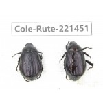 Rutelidae sp. China, Yunnan, Nujiang, N of Mt.Biluoxueshan. 2Pcs. Cole-Rute-221451.