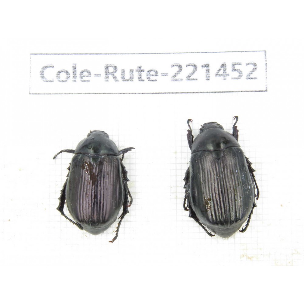 Rutelidae sp. China, Yunnan, Nujiang, N of Mt.Biluoxueshan. 2Pcs. Cole-Rute-221452.