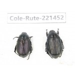 Rutelidae sp. China, Yunnan, Nujiang, N of Mt.Biluoxueshan. 2Pcs. Cole-Rute-221452.