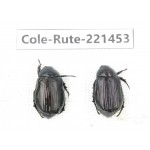 Rutelidae sp. China, Yunnan, Nujiang, N of Mt.Biluoxueshan. 2Pcs. Cole-Rute-221453.