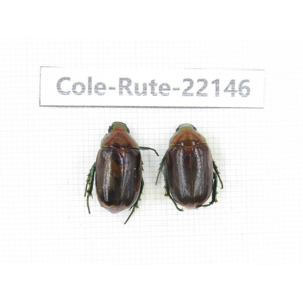 Rutelidae sp. China, Tibet, Xigaze, Dingjie county, Chentang. 2Pcs. Cole-Rute-22146.
