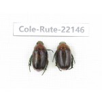 Rutelidae sp. China, Tibet, Xigaze, Dingjie county, Chentang. 2Pcs. Cole-Rute-22146.