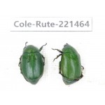 Rutelidae sp. China, Yunnan, Nujiang, N of Mt.Biluoxueshan. 2Pcs. Cole-Rute-221464.