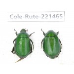 Rutelidae sp. China, Yunnan, Nujiang, N of Mt.Biluoxueshan. 2Pcs. Cole-Rute-221465.