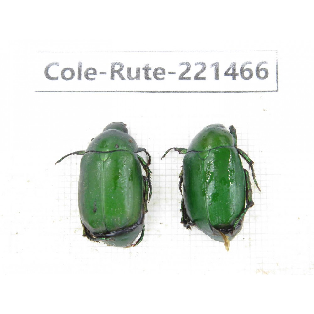 Rutelidae sp. China, Yunnan, Nujiang, N of Mt.Biluoxueshan. 2Pcs. Cole-Rute-221466.