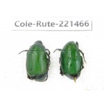 Rutelidae sp. China, Yunnan, Nujiang, N of Mt.Biluoxueshan. 2Pcs. Cole-Rute-221466.