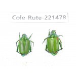 Rutelidae sp. China, Yunnan, Nujiang, N of Mt.Biluoxueshan. 2Pcs. Cole-Rute-221478.