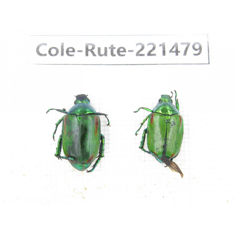 Rutelidae sp. China, Yunnan, Nujiang, N of Mt.Biluoxueshan. 2Pcs. Cole-Rute-221479.