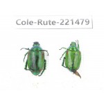 Rutelidae sp. China, Yunnan, Nujiang, N of Mt.Biluoxueshan. 2Pcs. Cole-Rute-221479.