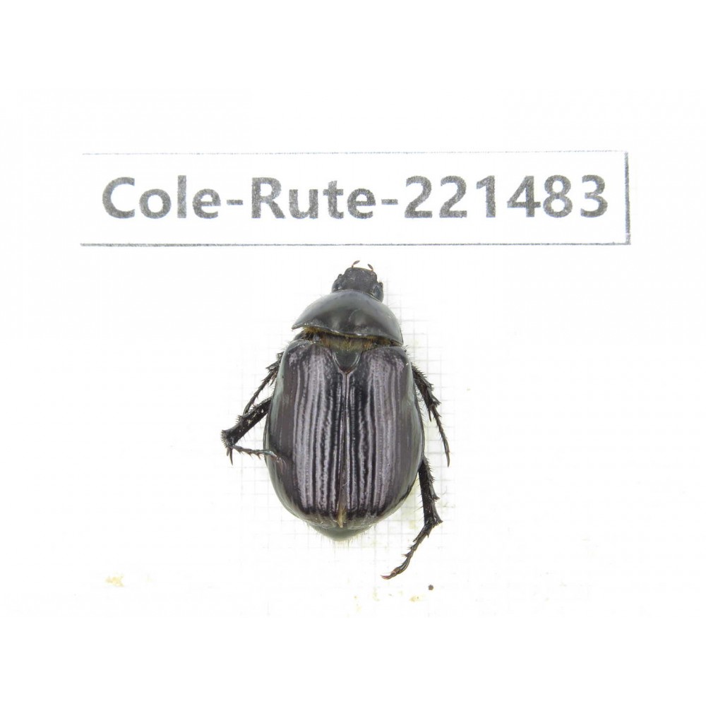 Rutelidae sp. China, Yunnan, Nujiang, Lushui county. 1Pcs. Cole-Rute-221483.